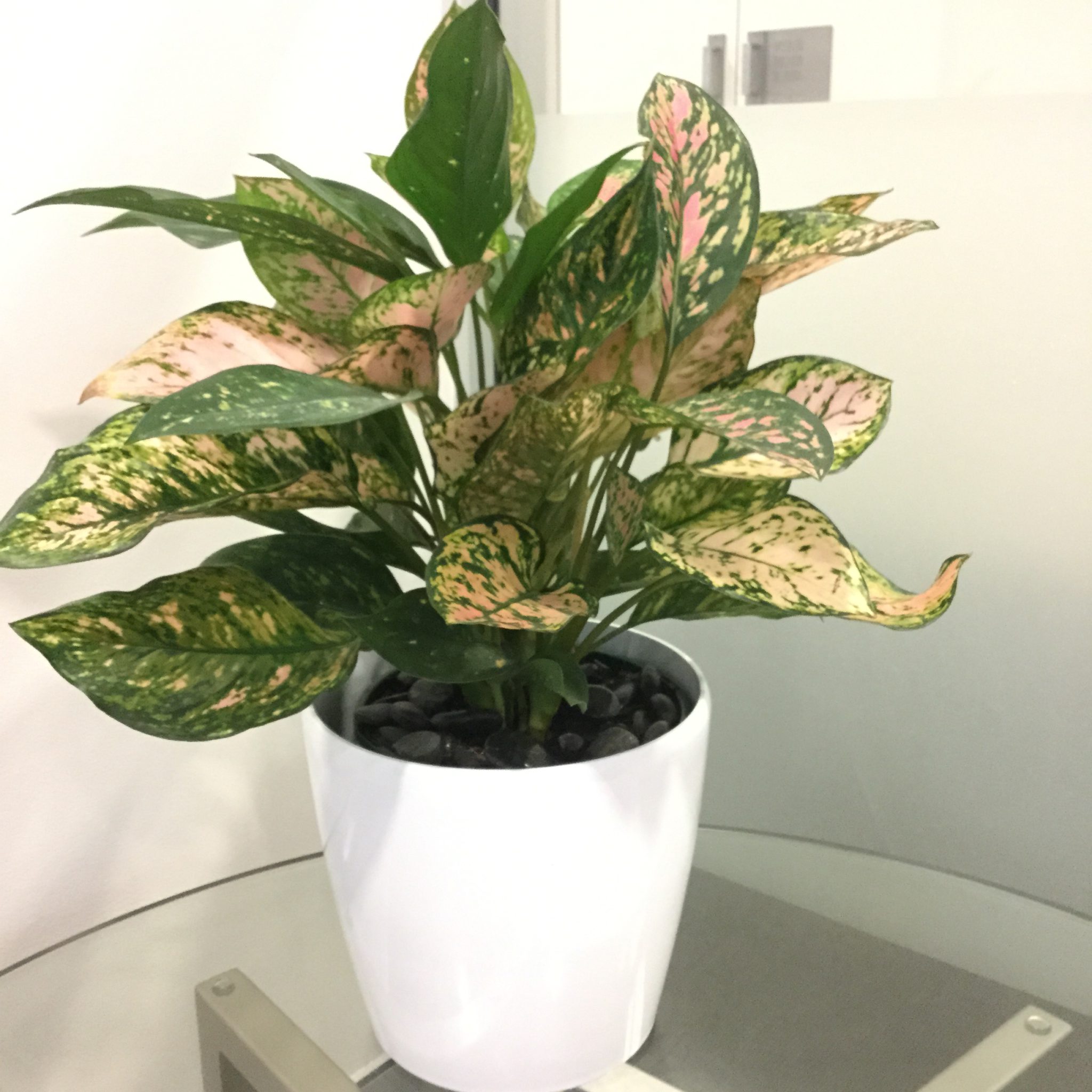  Aglaonema  Chinese  Evergreen  Bretts Plants