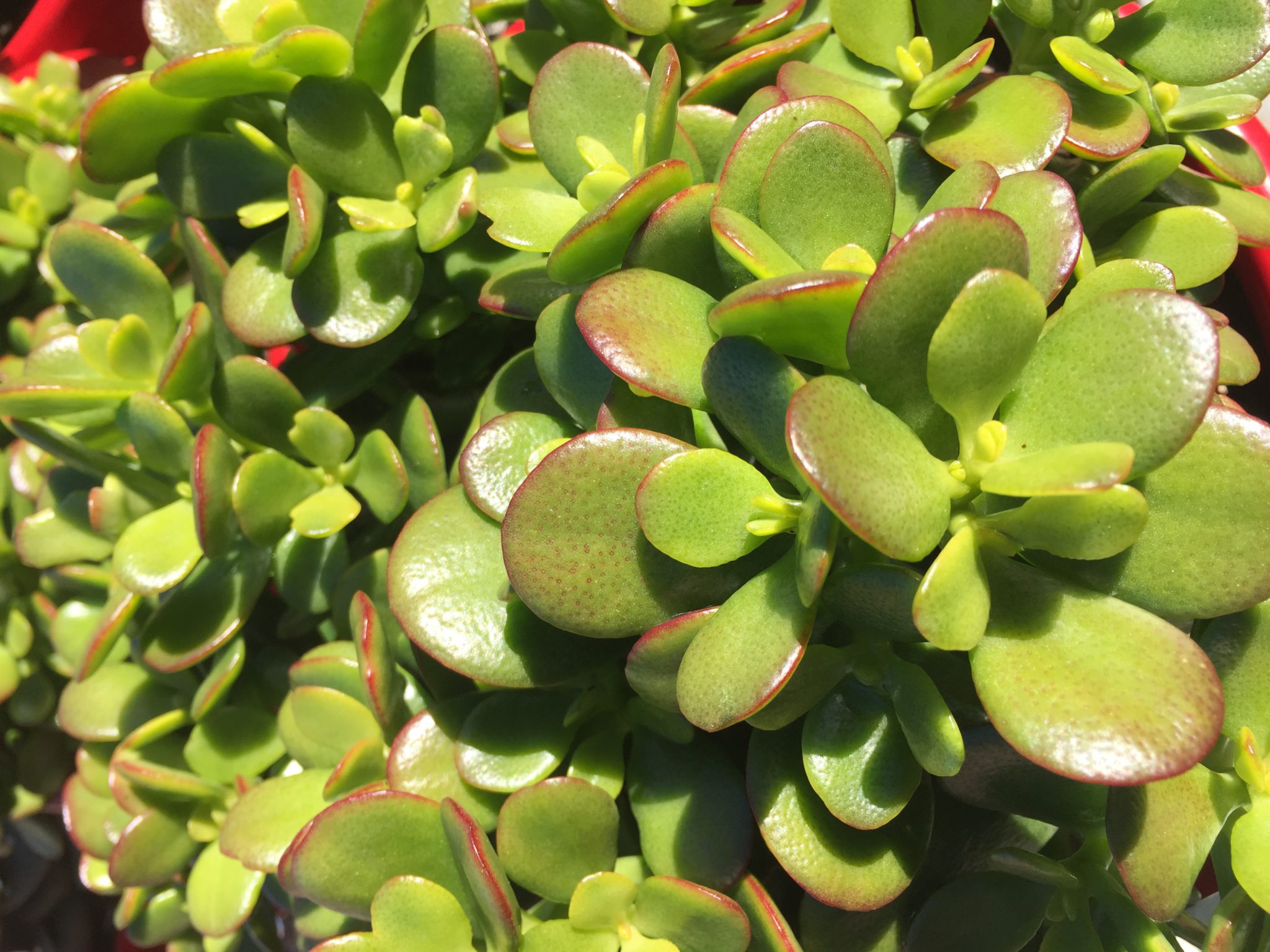 Jade Plant Bretts Plants