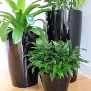 Planter Containers