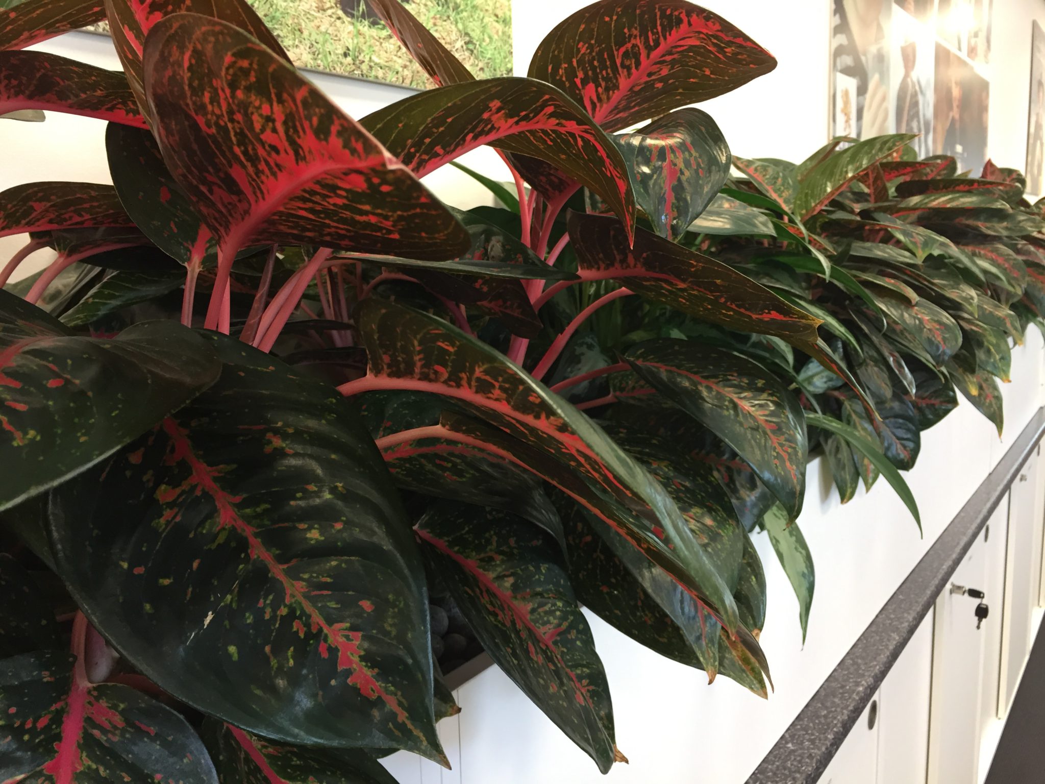  Aglaonema  Chinese  Evergreen  Bretts Plants