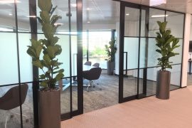 office plants sunshine coast - corporate plant hire