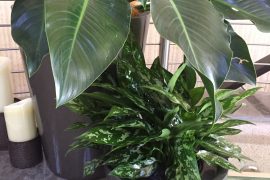 office plant care - plant rental sunshine coast - corporate plants