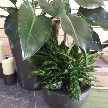 office plant care - plant rental sunshine coast - corporate plants