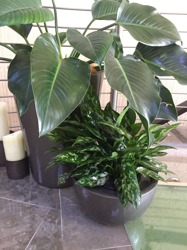 Office Plant Hire Brisbane Indoor Office Plants Bretts Plants