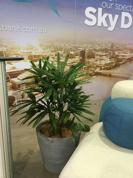 office plants hire coolum qld - corporate plants sunshine coast - rent plants for workplace australia