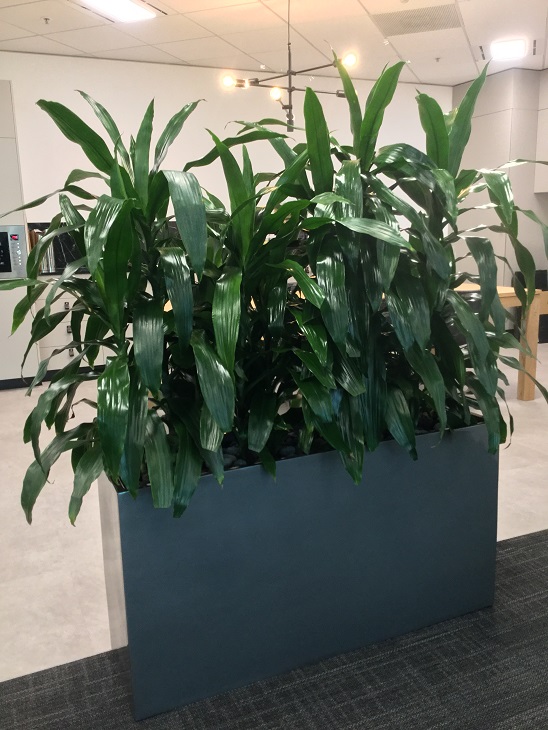 Indoor Plant Hire Maroochydore QLD