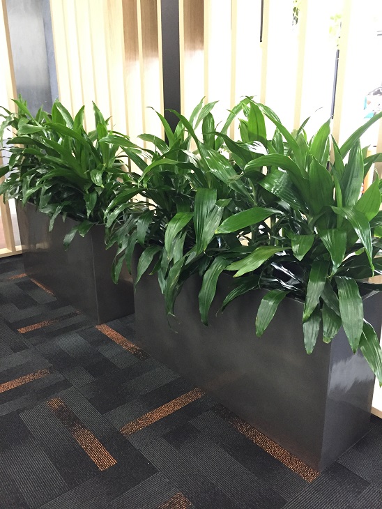 Office Plants Gold Coast QLD - Corporate Indoor Plants